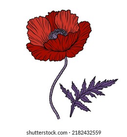 Red poppy flower. Papaver. Stem and leaf. Elements for Anzac day design. Hand drawn line art sketch vector illustration. Isolated on white background.