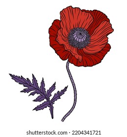 Red poppy flower. Papaver. Stem and leaf. Elements for Anzac day design. Hand drawn line art sketch vector illustration. Isolated on white background.