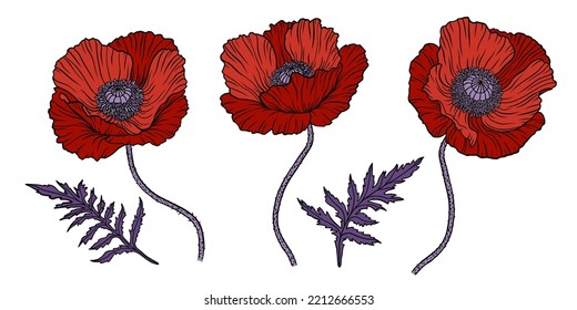 Red poppy flower. Papaver. Stem and leaf. Elements for Anzac day design. Hand drawn line art sketch vector illustration. Isolated on white background.