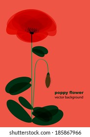 red poppy flower and place for your text