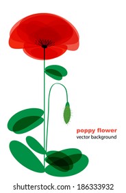 red poppy flower and place for your text isolated on white background