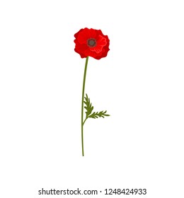 Red poppy flower with stem, floral design element vector Illustration on a white background