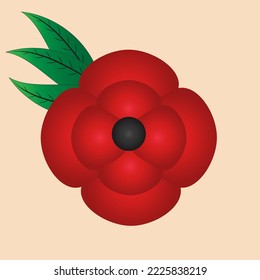 Red poppy flower symbol of international peace.