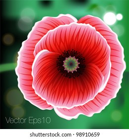 Red poppy flower, vector Eps10 illustration.