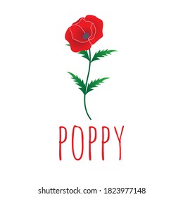 red poppy flower vector illustration