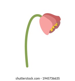 red poppy flower vector image. Vector illustration