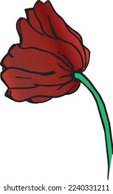 Recta de la amapola roja aislada