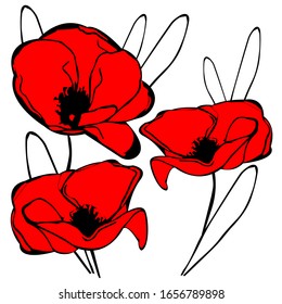 Red poppy flower. Vector red romantic poppy flowers and grass. red poppies. Red flower.