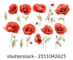 Red poppy flower watercolor illustration vector collection. Red petals black stamens poppy flowers isolated on white. Meadow wild blossom set, field blooming plants clip art. Green buds and leaves