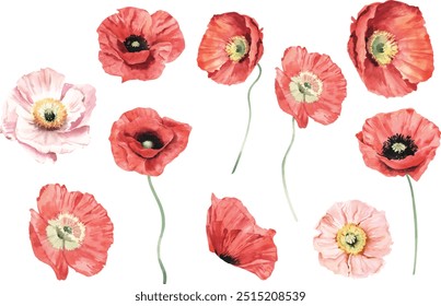 Red poppy flower watercolor illustration vector collection. Red petals black stamens poppy flowers isolated on white. Meadow wild blossom set, field blooming plants clip art. Green buds and leaves