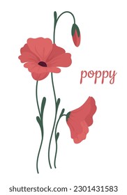 Red poppy flowers and buds