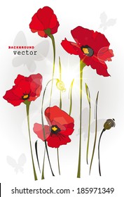 Red poppy flowers and butterflies on white background. Vector illustration