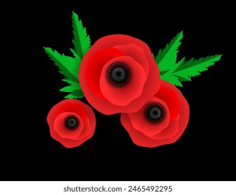 Red poppy flowers on black background