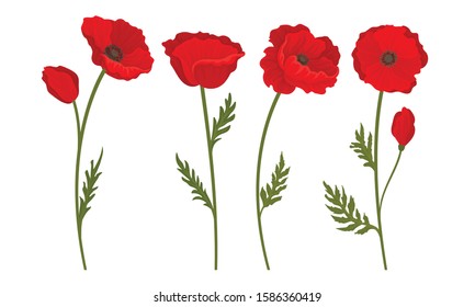 Red Poppy Flowers on Stems Vector Set. Botanical Floral Concept