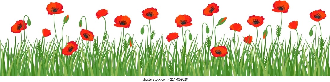 Red poppy flowers, poppies on green meadow, seamless horizontal border