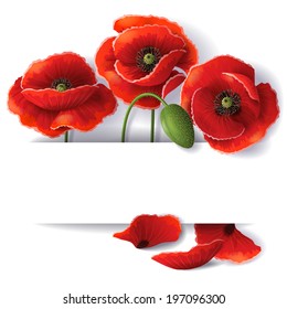 Red poppy flowers with space for text.