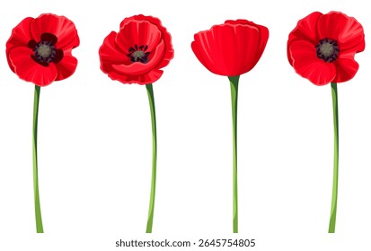 Red poppy flowers with stems isolated on a white background. Set of vector illustrations. Hand-drawn illustration, not AI