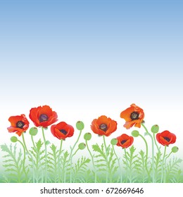 Red poppy flowers. Vector background