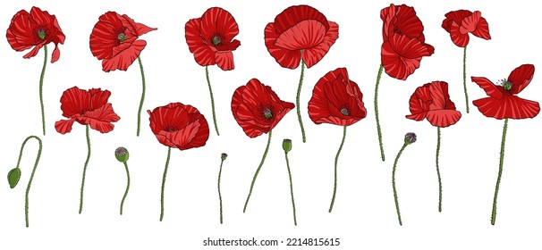 red poppy flowers, vector drawing wild plants isolated at white background, floral design elements , hand drawn botanical illustration