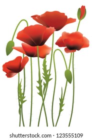 red poppy flowers, vector illustration