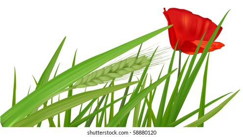 Red poppy green grass. Vector