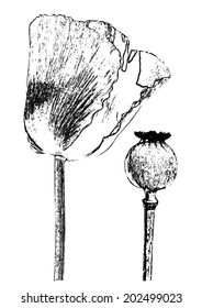 Red poppy and poppy head isolated on white background, pattern, black sketch, lines, vector