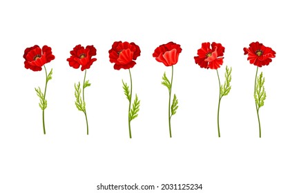Red Poppy as Herbaceous Flowering Plant on Stem Vector Set
