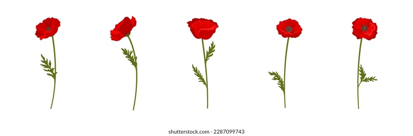 Red Poppy as Herbaceous Flowering Plant on Stem Vector Set
