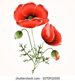 
red poppy, herbarium, vector