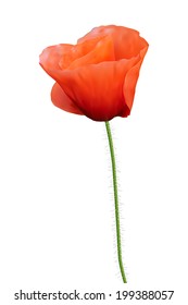 Red poppy. Iisolated on white. Photo realistic vector illustration. 