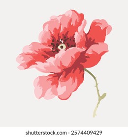 Red poppy illustration, vector element. Red color poppy floral plant clipart. Vintage red botanical flower art drawing illustration, old red flower painting art print vector.