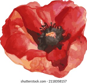 Red poppy isolated on a white background. Hand-drawn vector illustration. Flower close-up. Template, clipart, layout, blank.