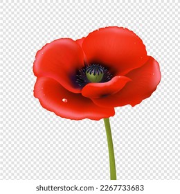 roter Mohn einzeln auf transparentem Hintergrund mit Farbverlauf-Mesh, Vektorgrafik