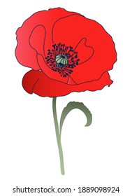 Red Poppy isolated in a vector