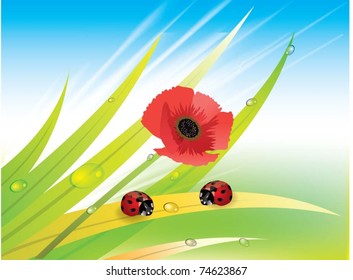 red poppy with ladybugs