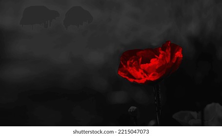 Red poppy on a black background.Black background and juicy poppy.