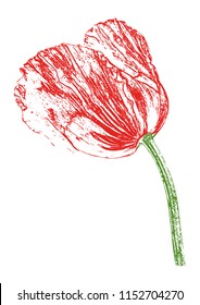 Red poppy on white background, pattern, color sketch, lines, vector