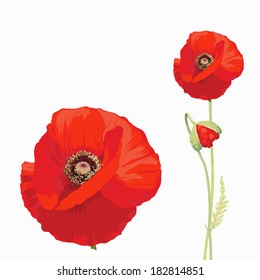 Red poppy (Papaver rheas)  Hand drawn vector illustration of a red poppy in full bloom and a bud, on white background, in a botanically detailed, true manner.