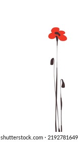 Red poppy with thin black stems