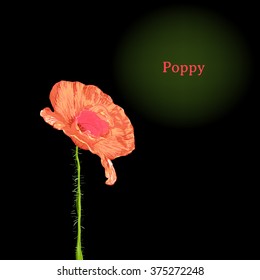 Red poppy. Vector illustration.