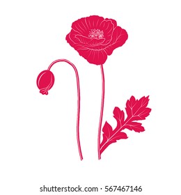 Red poppy vector illustration