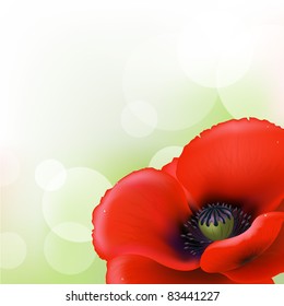 Red Poppy, Vector Illustration