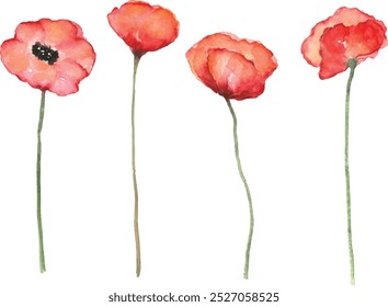 Red poppy watercolor painting set on isolated white background hand painted art in elements or clipart