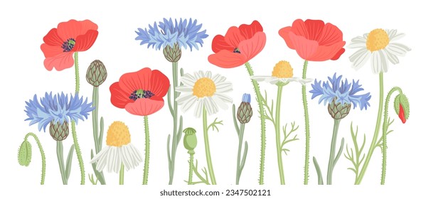 red poppy, white daisy and blue cornflower, field flowers, vector drawing wild plants at white background, floral elements, hand drawn botanical illustration