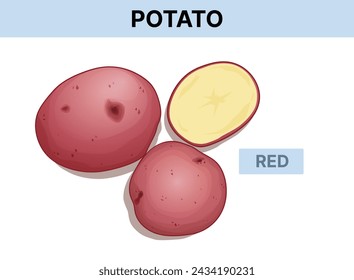 Red potato. Vector illustration isolated on white. 