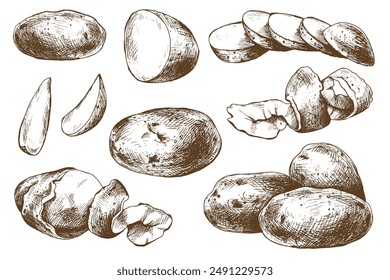 Patatas rojas enteras, mitades, cortadas, peladas y cuñas. Ilustración gráfica dibujada a mano en tinta marrón. EPS Vector sobre el tema de la cocina de la cosecha, alimentos, embalaje, diseño de la tienda de verduras.