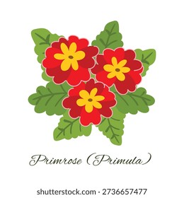 Red primrose flowers with yellow centers and green leaves in flat cartoon style on a white background. This botanical graphic is perfect for seasonal designs, greeting cards, or gardening projects.