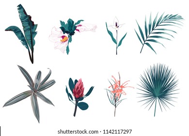 Red protea, hibiscus, orchid, bananas leaves, palms, exotic plants and mix of seasonal herbs big vector collection. All elements are isolated and editable.