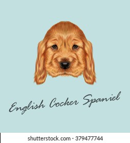 Red Puppy portrait. Vector illustrated portrait of red English Cocker Spaniel dog on blue background.