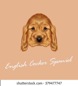 Baby Cocker Spaniel Images Stock Photos Vectors Shutterstock